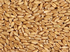 فارز الرياح للقمح